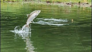 COHO Madness! Float Fishing, Casting Spinners and Cooking Coho Salmon!