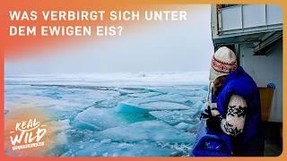 Eiskalte Tiefsee: Welche Geheimnisse verbergen sich dort? | Doku | Real Wild Deutschland