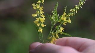 Yellow Sweet Clover Identification - Wild Edible and Medicinal Plants