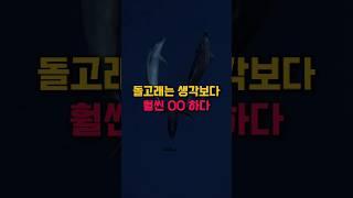 대부분 모르는 돌고래의 실체