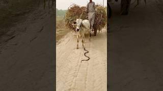 The cobra snake passed through the bull's legs