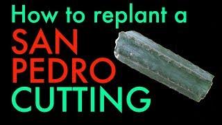 How to replant a San Pedro cactus cutting ( Trichocereus Pachanoi tutorial )