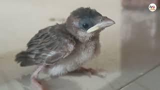 chick - Beby sparrow