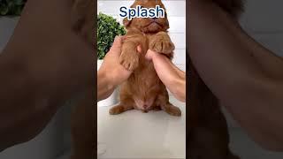 Splash - Male Mini Goldendoodle #dogsofyoutube #doodle #puppy #goldendoodle #minigoldendoodle