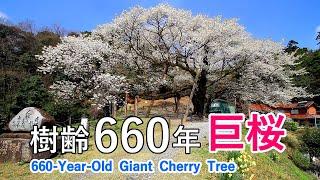 Misumi Ohbira-zakura / 660-year-old giant cherry tree / Shimane Prefecture, Japan [ 4K ]