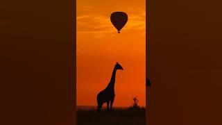 Magical moments of Masai Mara