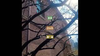 #우연이봄#산수유#