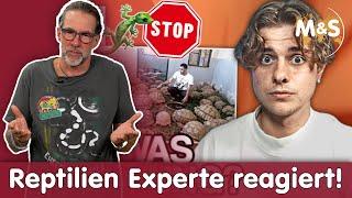 Tiere im Terrarium | IST DAS TIERQUÄLEREI? | Reptil TV REACTION