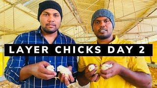 Layer Poultry Farm Business Plan || Layer Chicks Farming || Shashi & Sons #layerpoultry