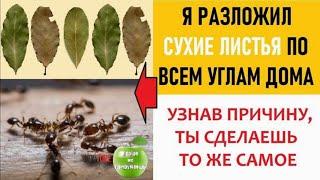 Как избавиться от насекомых в доме?  Просто разложи сухие листья по углам дома!