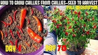 How To Grow Chillies At Home|100+ chillies per plant|Seed To Harvest