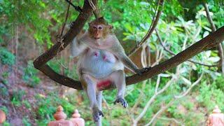 Monkeys Being Familiar With Living Beside Human Society,Funny baby monkey eating sound 