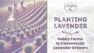 Lavender Planting Guide | From Small-Scale Grower to Commercial Farm Success