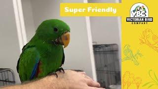 Male Eclectus Parrot | Super Tame | Victorian Bird Co