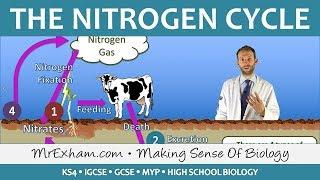 Cycles Within Ecosystems - Nitrogen Cycle - GCSE Biology (9-1)