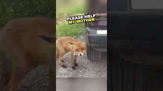 Man Rescues Fox Mother and Baby, Earning Their Eternal Gratitude #shorts #animals