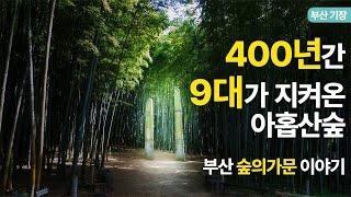 400년간 지켜온 숲의 가문, 아홉산숲 이야기｜부산 여행지 추천