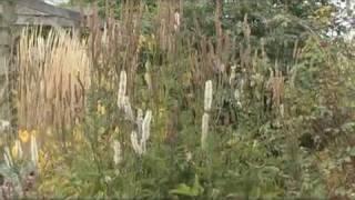 Warwickshire Wild Flowers