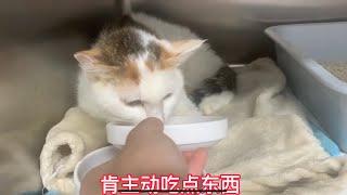 流浪小猫住院渡过了72小时危险期，终于肯主动吃点东西了