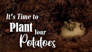 How to Plant Potatoes | What's the Best Way to Plant Potatoes? Planting Sprouted Potatoes