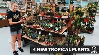 4 New Tropical Plants at Art's Nursery