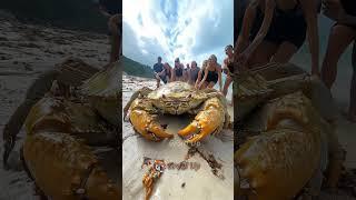 US Wildlife Evolution – Ant to Alligator in 4K!