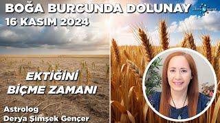 16 Kasım 2024 / Boğa Burcunda Dolunay / Ektiğini Biçme Zamanı