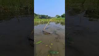 Best Hook Fishing Video. #fishing #viralfishing #hookfishing #catfish #viralvideoシ