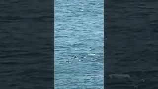 Dolphins.                     #SailorStories