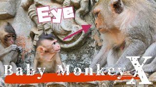 Baby Monkey Challenges Mother's Anger! Unexpected Outcome/ monpai monyet sad baby bibi