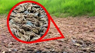 Creepiest Things Found In Nature