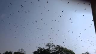 Bats flying