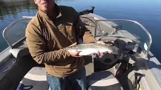 Trolling for trout with toad mafia.