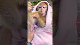 Tiny Monkey Gets Rescued From A Petting Zoo | The Dodo