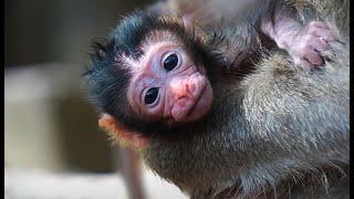 Welcome To Newborn Baby monkey Of Mom Nanda Today, Fresh Newborn