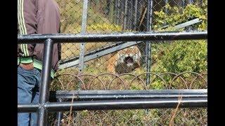 Tiger gets angry with teasing and charges at tourist at Nainital Zoo! Never seen before!