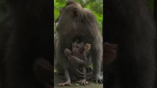 Cute  Funny  Sleepy Monkeys  #monkey #funny #adorable #animal #cute #nature #sleepy #babymonkey