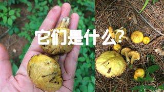 Suillus Americanus/ Chicken fat mushroom /怎样识别鸡油蘑菇/什么树林会长这样的蘑菇？能帮你抵抗炎症的蘑菇