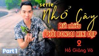 Nhổ cây serie - Rất nhiều Phôi Bonsai đẹp mọc ở bờ kè hồ GIẢNG VÕ -Part 1