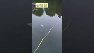 Sad fishing #Googan Squad #shorts #reels #Fishing with Norm #fishing #fish #viralvideo