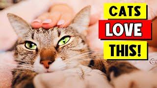 10 Things Cats LOVE Most About Their Owners — Number 7 Will Surprise You!