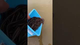 Catching Eel in the Rice Field of the Rural Chinese  Eel Fishing 15