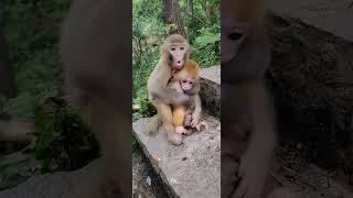 Cute baby monkey, funny monkey, Chinese monkey SY58