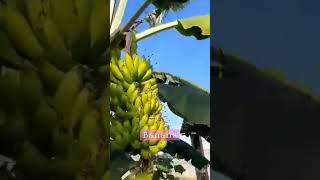 Harvesting Banana | Misyel and Misha