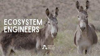 Ecosystem Engineers - Wild Burro Research