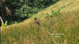 Full video compilation Part 2 Robert builds farm, harvests rice. Survival Instinct, Wilderness Alone