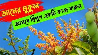 আমের মুকুল আসবে দ্বিগুণ একটি কাজ করলে নভেম্বর ও ডিসেম্বর মাসে। Care of mangoes before budding