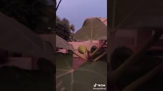 Organic Fig Home Grown in Lahore
