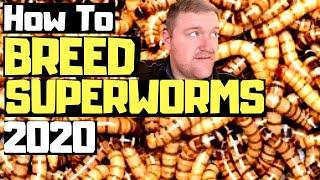 HOW TO TO BREED SUPERWORMS / MORIO WORMS THE BEST WAY