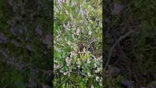 Heather Syrup | Ljungsirap #shorts #forest #sweden #heather #nature #homebaking #bts #homemade